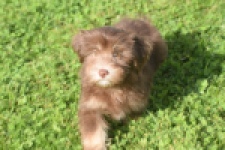 Bichon Havanais (reu) 03644