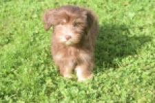 Bichon Havanais (reu) 03644