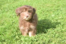 Bichon Havanais (reu) 03644