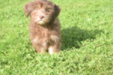 Bichon Havanais (reu) 03644