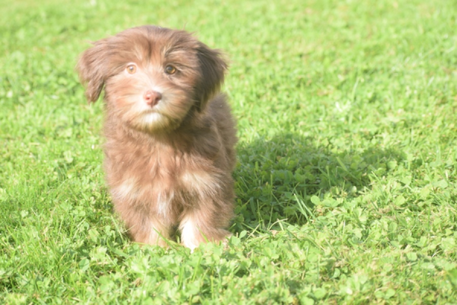 Bichon Havanais (reu) 03644