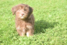 Bichon Havanais (reu) 03644