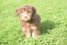 Bichon Havanais (reu) 03644