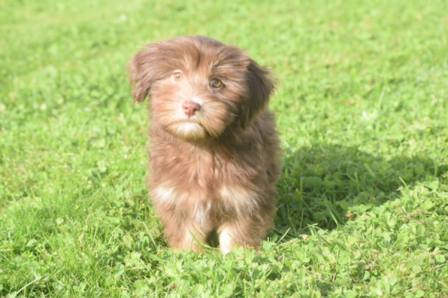 Bichon Havanais (reu) 03644