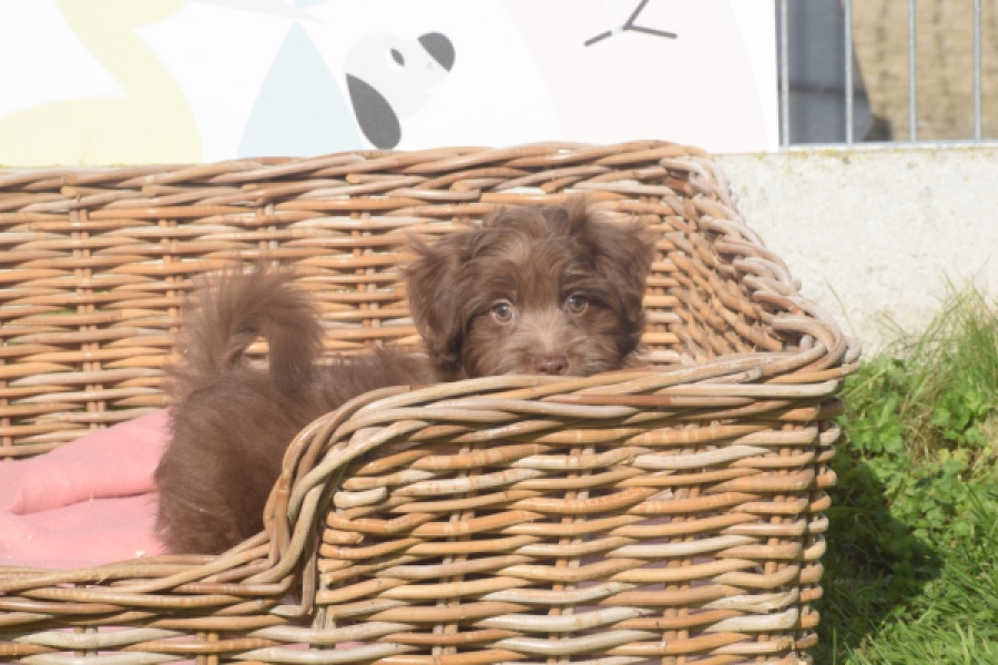 Bichon Havanais (reu) 03652