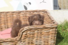Bichon Havanais (reu) 03652