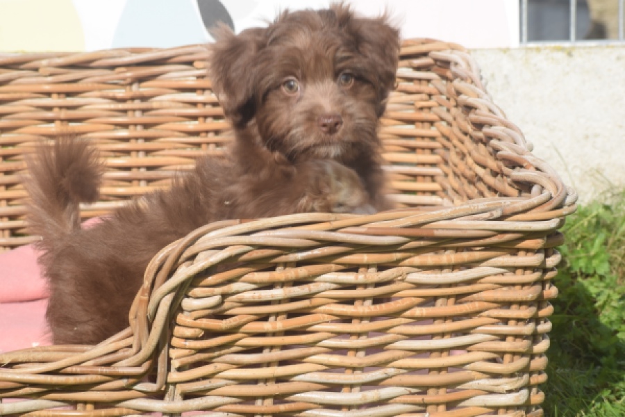 Bichon Havanais (reu) 03652