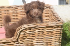 Bichon Havanais (reu) 03652