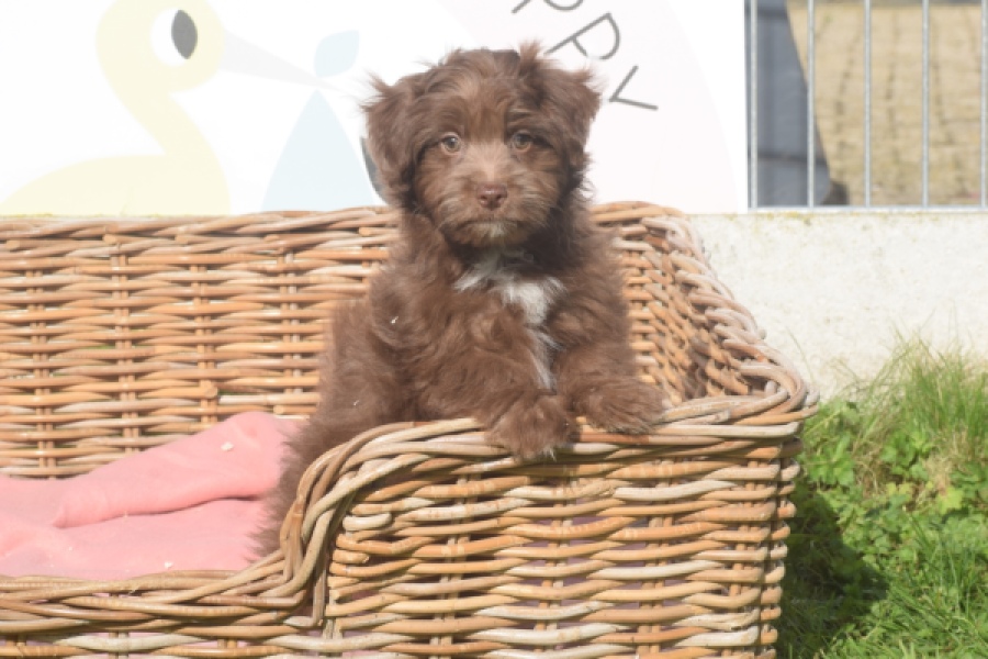 Bichon Havanais (reu) 03652