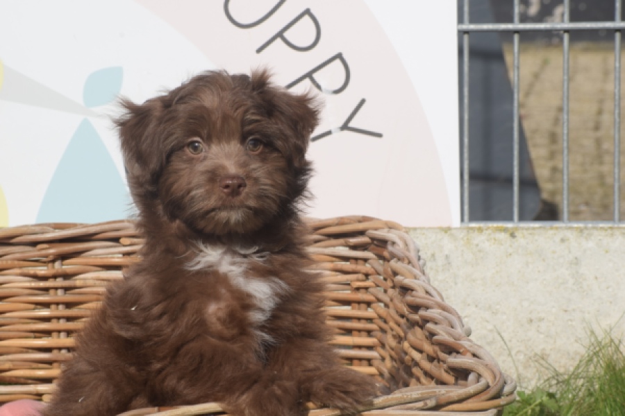Bichon Havanais (reu) 03652