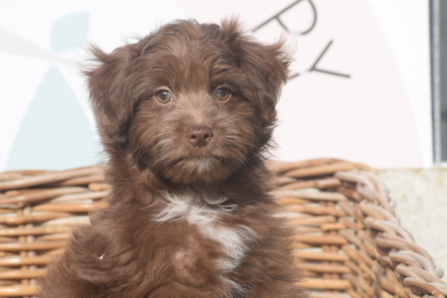 Bichon Havanais (reu) 03652
