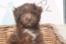 Bichon Havanais (reu) 03652
