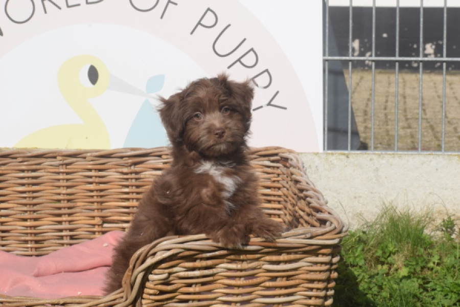 Bichon Havanais (reu) 03652