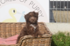 Bichon Havanais (reu) 03652