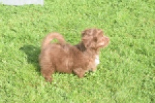 Bichon Havanais (reu) 03652