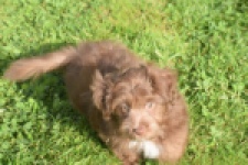 Bichon Havanais (reu) 03652