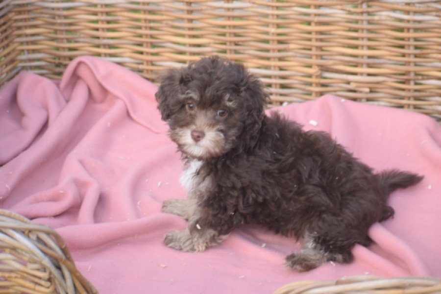 Bichon Havanais (teef) 03646