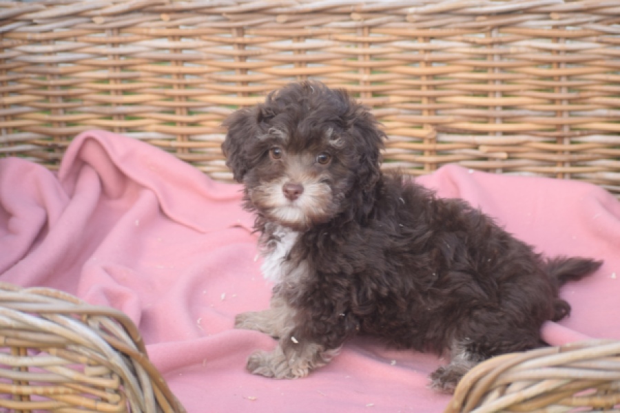 Bichon Havanais (teef) 03646