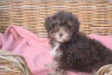 Bichon Havanais (teef) 03646