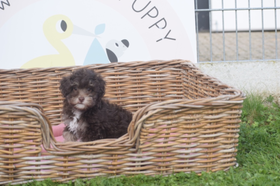 Bichon Havanais (teef) 03646