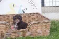 Bichon Havanais (teef) 03646