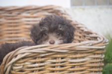 Bichon Havanais (teef) 03646