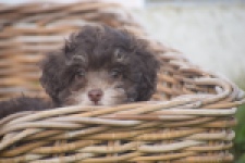 Bichon Havanais (teef) 03646