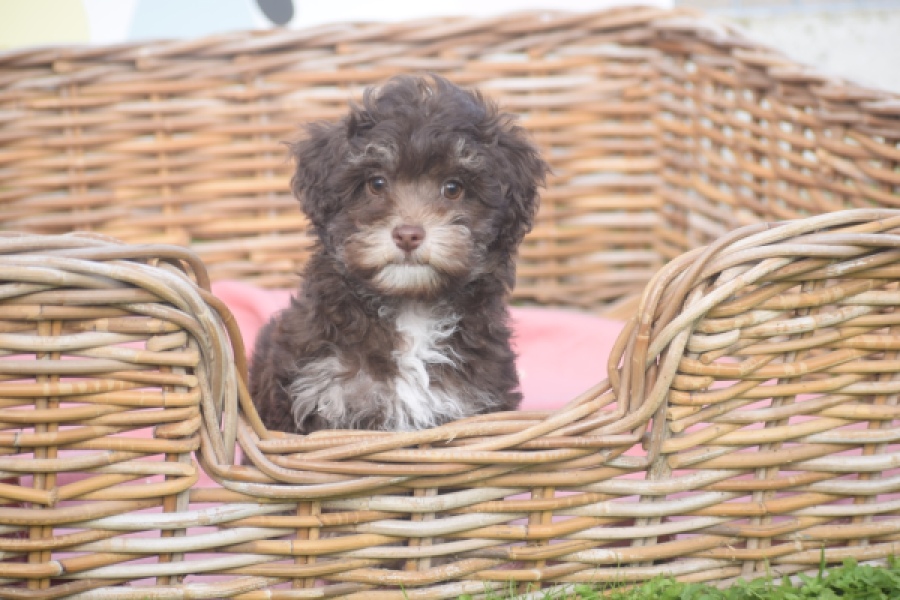 Bichon Havanais (teef) 03646