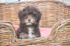 Bichon Havanais (teef) 03646