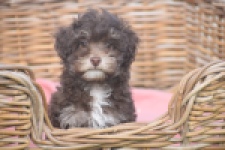 Bichon Havanais (teef) 03646