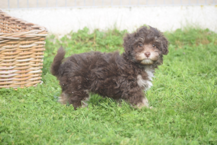 Bichon Havanais (teef) 03646