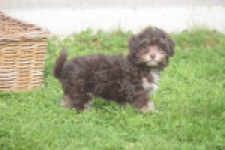Bichon Havanais (teef) 03646