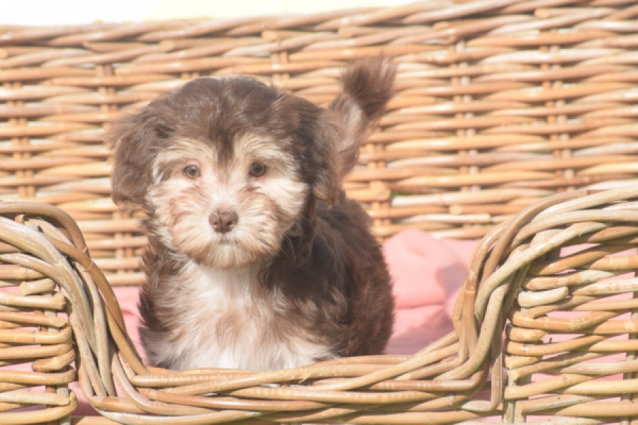Bichon Havanais (teef) 03985