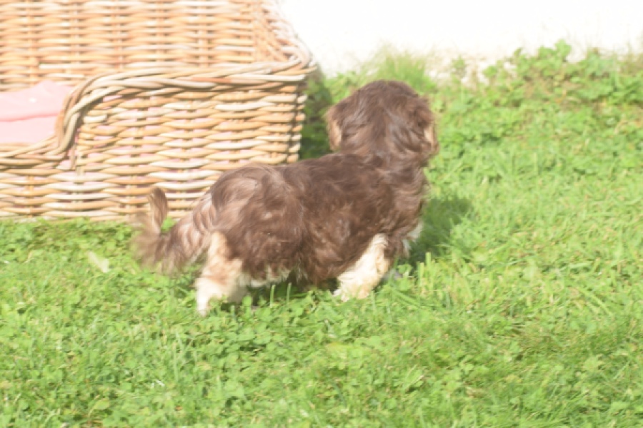 Bichon Havanais (teef) 03985
