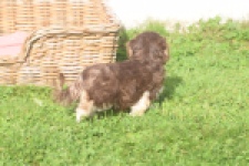 Bichon Havanais (teef) 03985