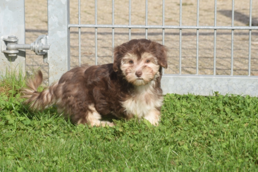 Bichon Havanais (teef) 03985