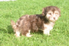 Bichon Havanais (teef) 03985