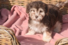 Bichon Havanais (teef) 03985