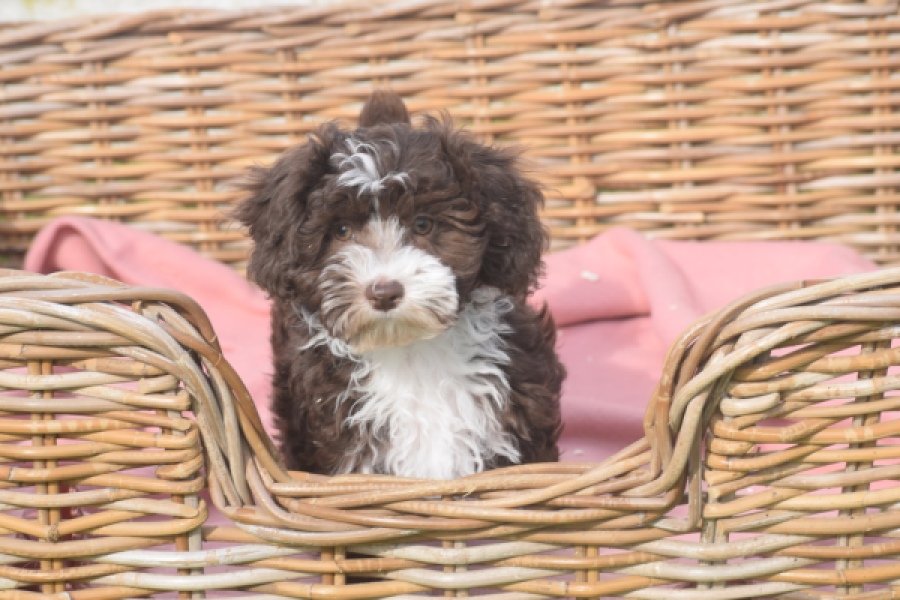 Bichon Havanais (teef) 03653