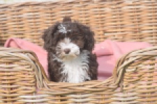Bichon Havanais (teef) 03653