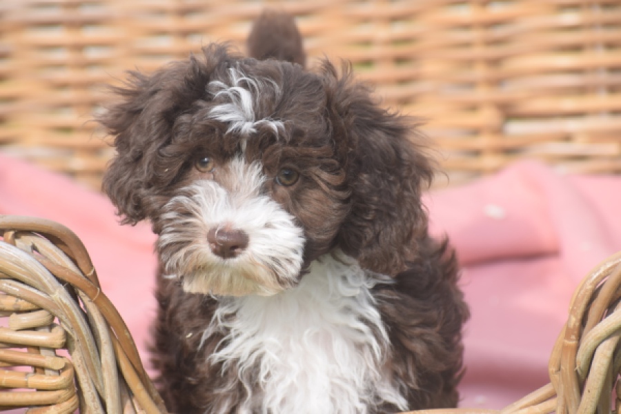 Bichon Havanais (teef) 03653