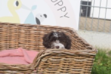 Bichon Havanais (teef) 03653