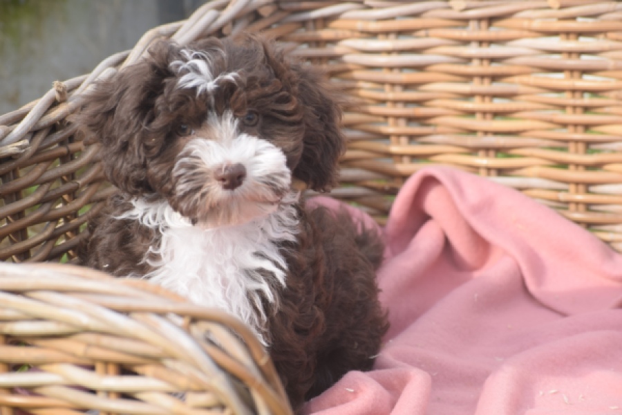 Bichon Havanais (teef) 03653