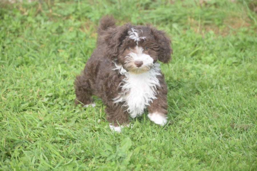 Bichon Havanais (teef) 03653