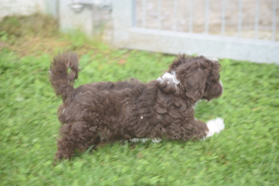 Bichon Havanais (teef) 03653