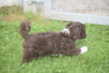 Bichon Havanais (teef) 03653