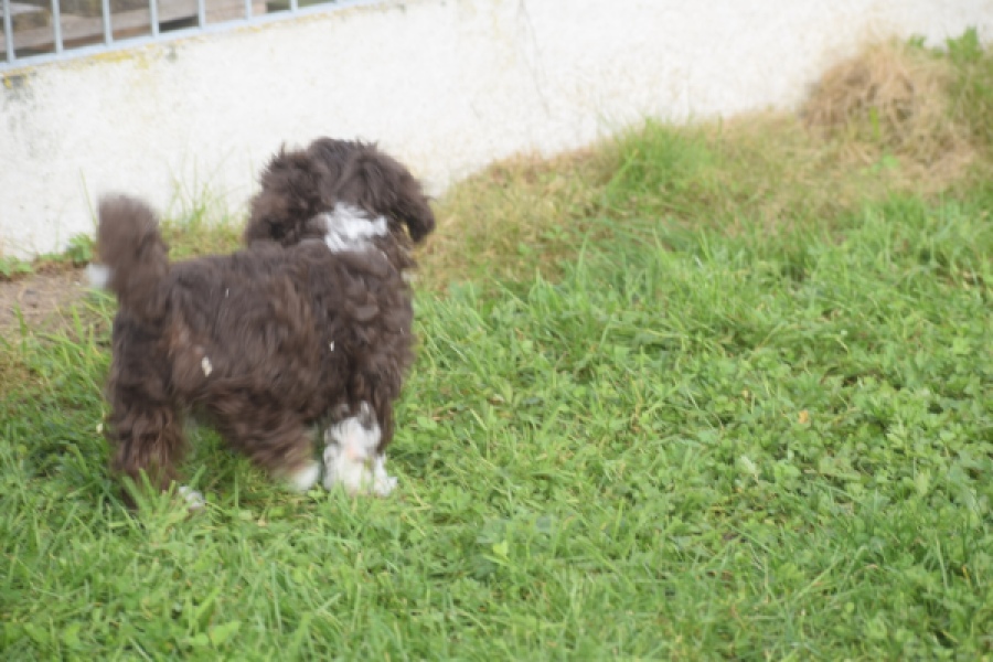 Bichon Havanais (teef) 03653