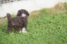 Bichon Havanais (teef) 03653