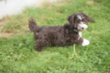 Bichon Havanais (teef) 03653