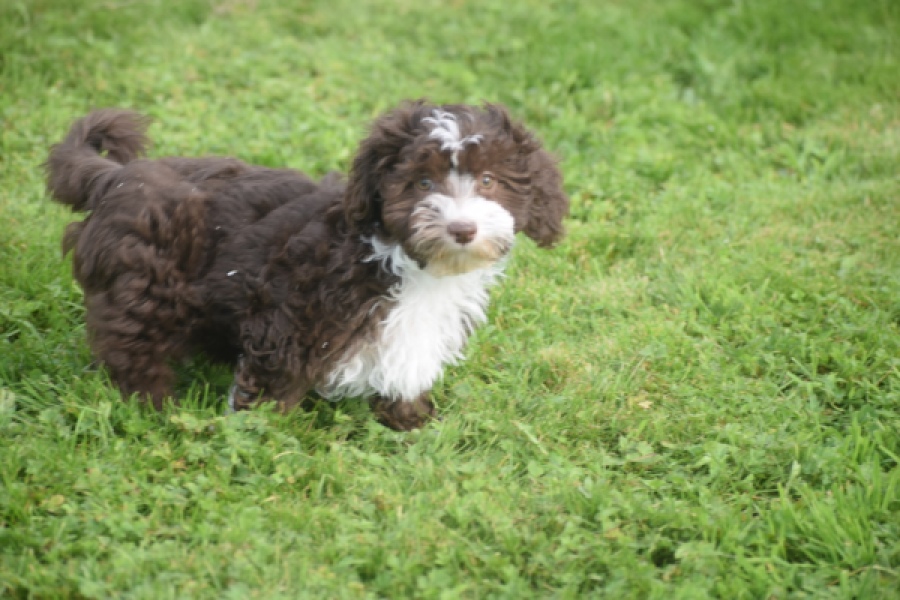 Bichon Havanais (teef) 03653